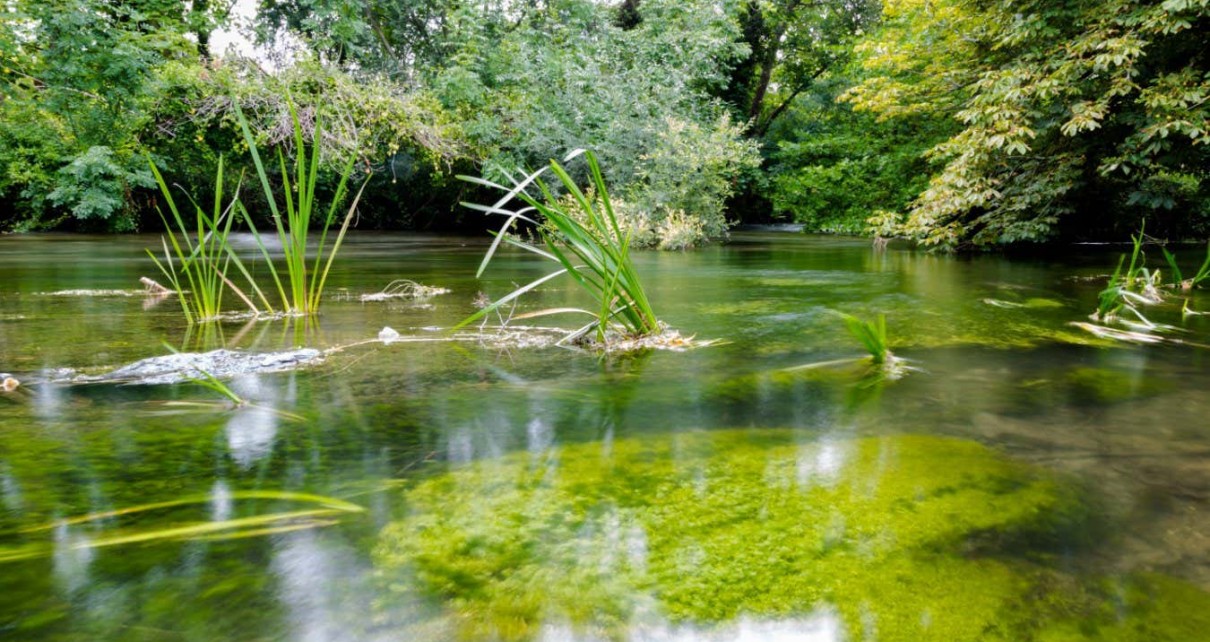 Save Britain's Rivers: Plan to restore England's chalk streams may take decades