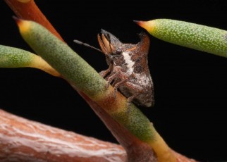 Weird stink bug with forked horns and tusks discovered in Australia