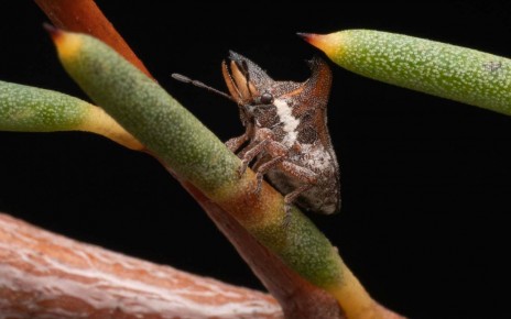 Weird stink bug with forked horns and tusks discovered in Australia