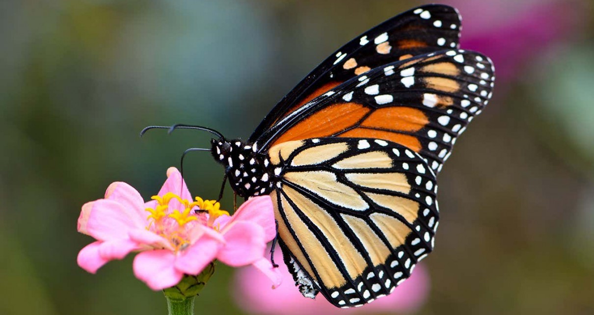 Monarch butterflies' big white spots help them fly better