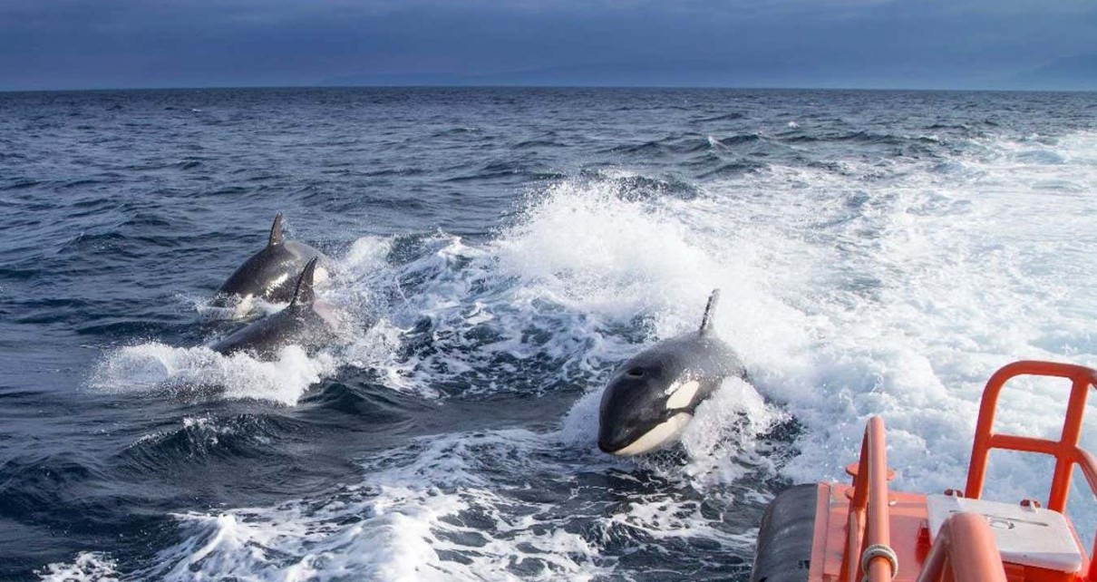 Orcas: Why have orcas been damaging and sinking so many boats?
