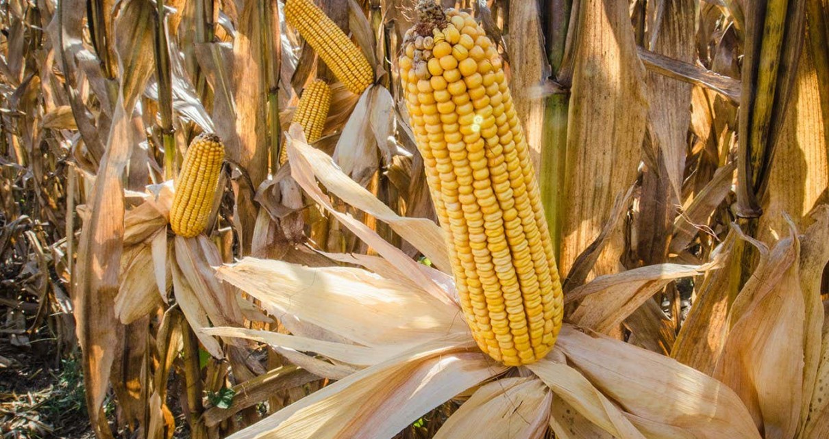 Bacteria could help reduce the amount of fertiliser used to grow corn