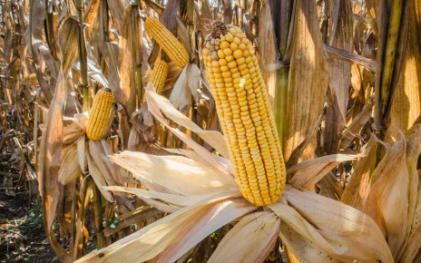 Bacteria could help reduce the amount of fertiliser used to grow corn