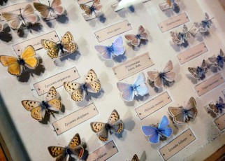Endangered butterflies are being sold for high prices on eBay