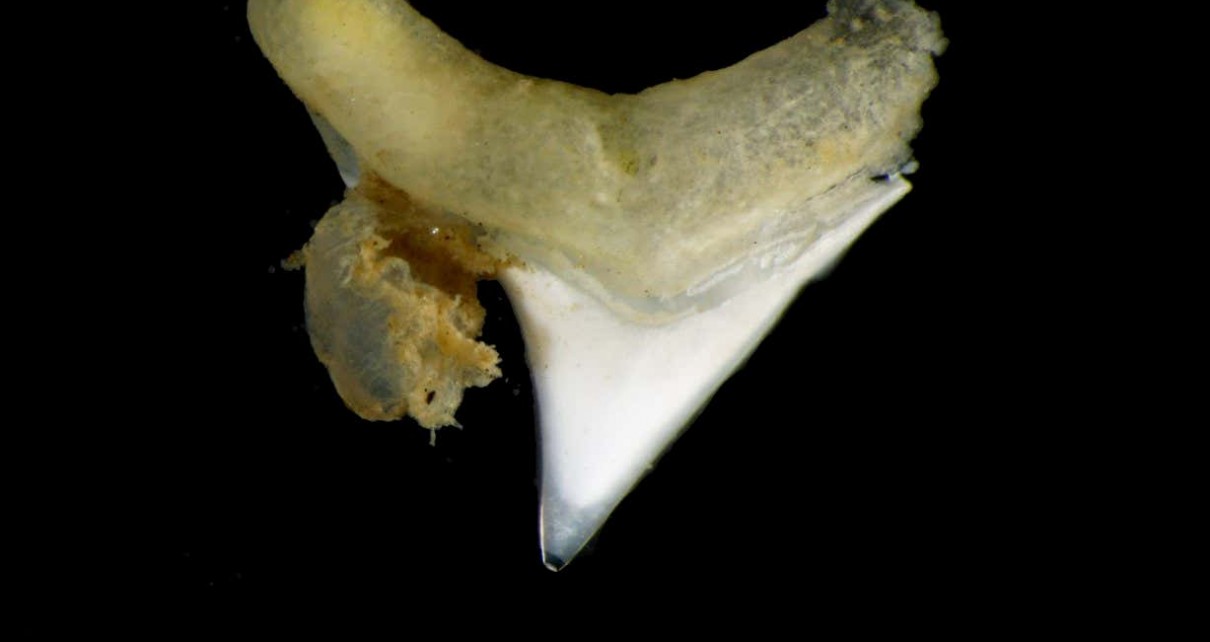 Zombie worms devour shark teeth that fall to the ocean floor