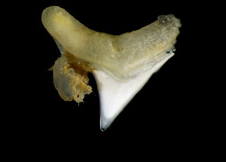 Zombie worms devour shark teeth that fall to the ocean floor