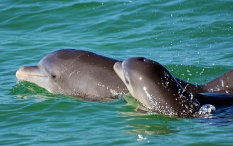 Dolphins 'talk' to their young in a higher pitch, just like humans do