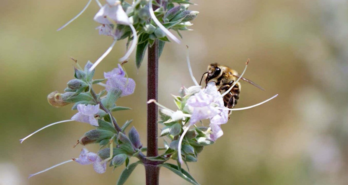 A honey bee visits a white sage plant. Researchers have shown that pollination by honey bees, which are not native to the Americas, produces offspring of considerably inferior quality (lower fitness) than offspring resulting from native pollinators.