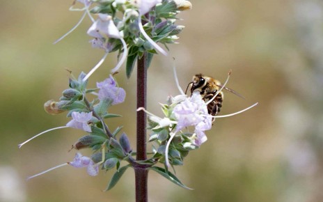 A honey bee visits a white sage plant. Researchers have shown that pollination by honey bees, which are not native to the Americas, produces offspring of considerably inferior quality (lower fitness) than offspring resulting from native pollinators.