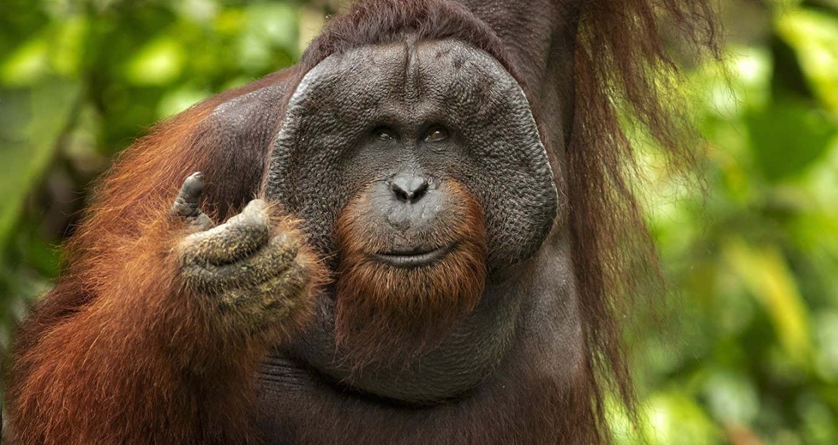 Some orangutans use calls that involve making two sounds at once