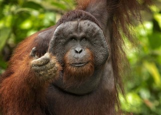 Some orangutans use calls that involve making two sounds at once