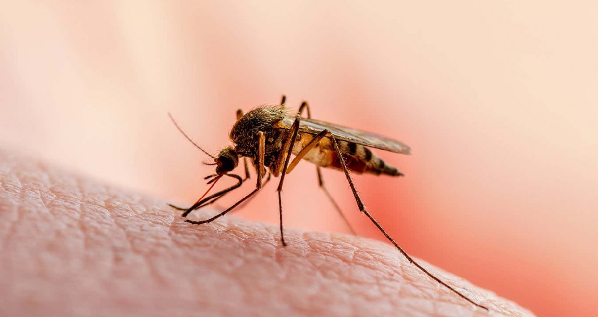 A small number of people in Florida and Texas have contracted malaria