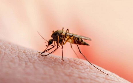 A small number of people in Florida and Texas have contracted malaria