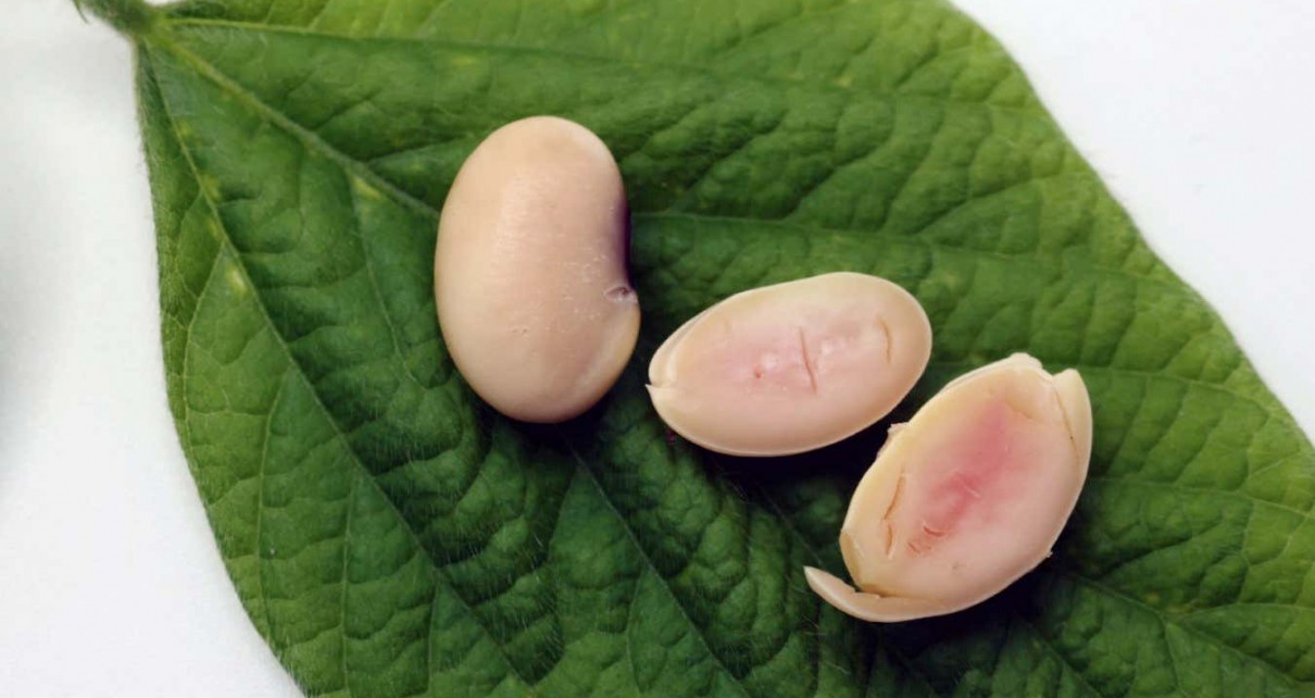 Piggy Sooy genetically modified soya beans