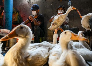 Bird flu viruses have mutations that might help them spread to humans