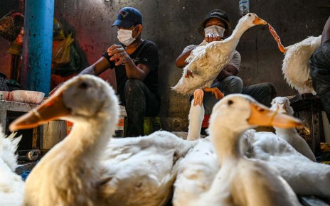 Bird flu viruses have mutations that might help them spread to humans