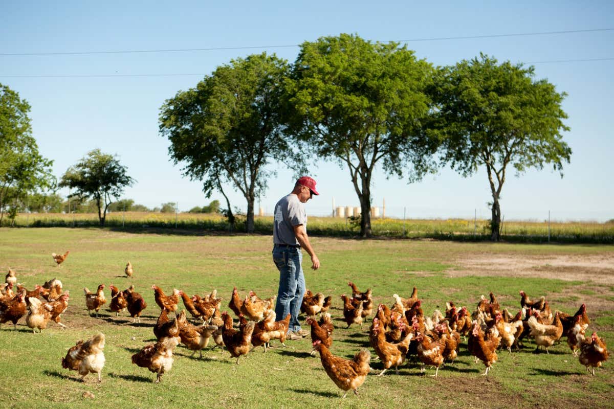 Larry Brown, owner of Brown's Farm, which produces sustainable eggs for NestFresh, walks around the property in Gonzales, Texas, U.S., on Wednesday, May 5, 2021. Farmers are betting they can profit further with specialty eggs by adding another layer of premiumization: eggs from a special type of sustainable farm that can be trumpeted as being better for the planet. Photographer: Mary Kang/Bloomberg via Getty Images