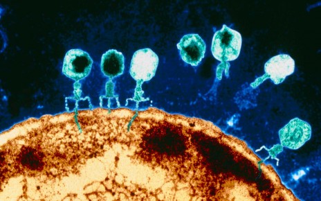 T-bacteriophages on E.coli. Coloured Transmission Electron Micrograph (TEM) of T-bacteriophage viruses attacking a bacterial cell of Escherichia coli. Seven virus particles are seen (blue), each with a head and a tail. Four of these are "sitting" on the brown bacterial cell and small blue "tails" of genetic material (DNA) are seen being injected into the bacterium. T-bacterio- phages are parasites of bacterial cells. The virus attaches itself to the cell's wall and, using it's tail as a syringe, injects it's own DNA into the bacterium. The virus DNA then takes over the bacterial cell, forcing it to produce more viruses. Magnification: x63,000 at 5x7cm size.