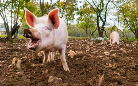 Free range pigs digging food in the dirt