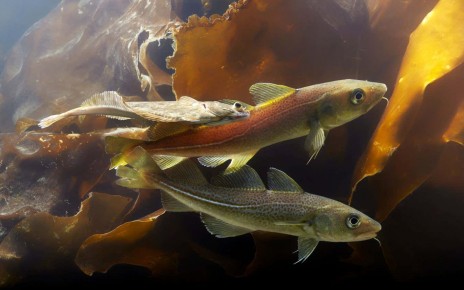 The Atlantic cod may be five separate species rather than one