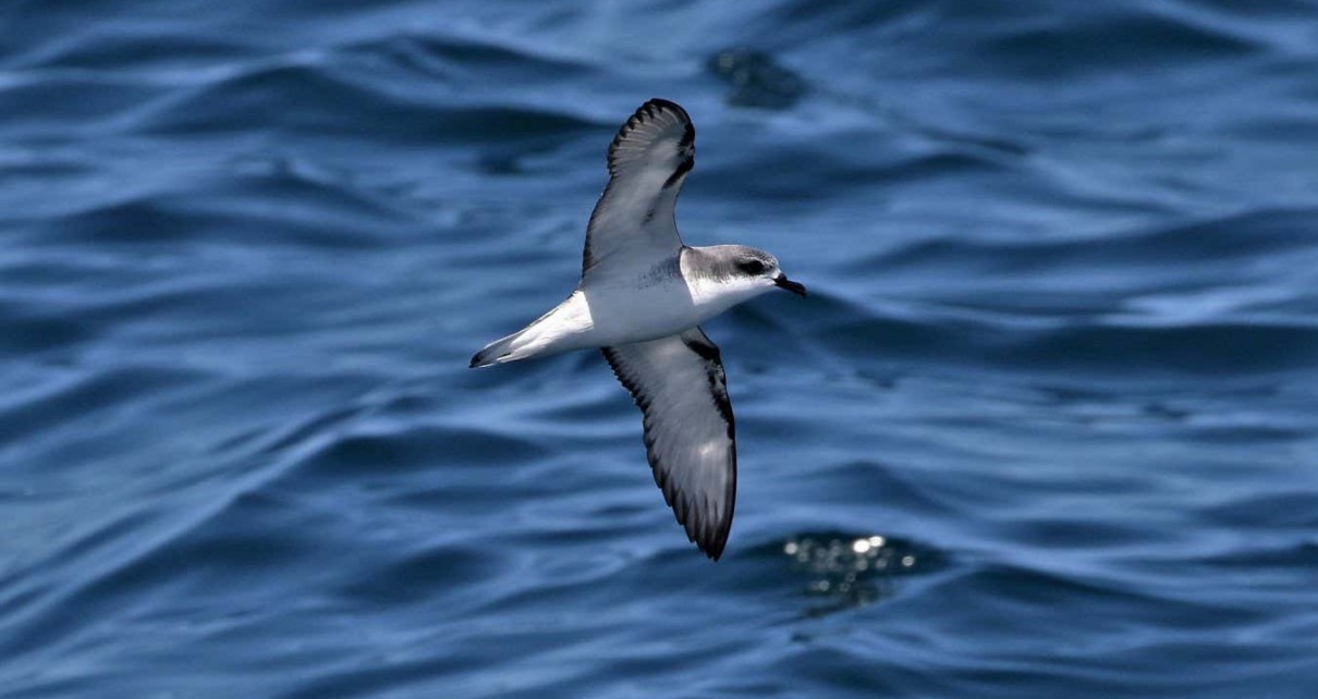 Threatened seabirds are foraging at plastic pollution hotspots