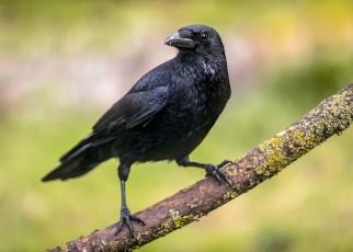 Crows can understand probability like primates do