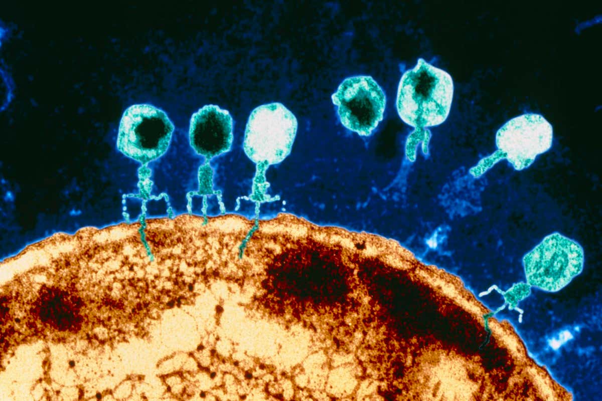 T-bacteriophages on E.coli. Coloured Transmission Electron Micrograph (TEM) of T-bacteriophage viruses attacking a bacterial cell of Escherichia coli. Seven virus particles are seen (blue), each with a head and a tail. Four of these are "sitting" on the brown bacterial cell and small blue "tails" of genetic material (DNA) are seen being injected into the bacterium. T-bacterio- phages are parasites of bacterial cells. The virus attaches itself to the cell's wall and, using it's tail as a syringe, injects it's own DNA into the bacterium. The virus DNA then takes over the bacterial cell, forcing it to produce more viruses. Magnification: x63,000 at 5x7cm size.