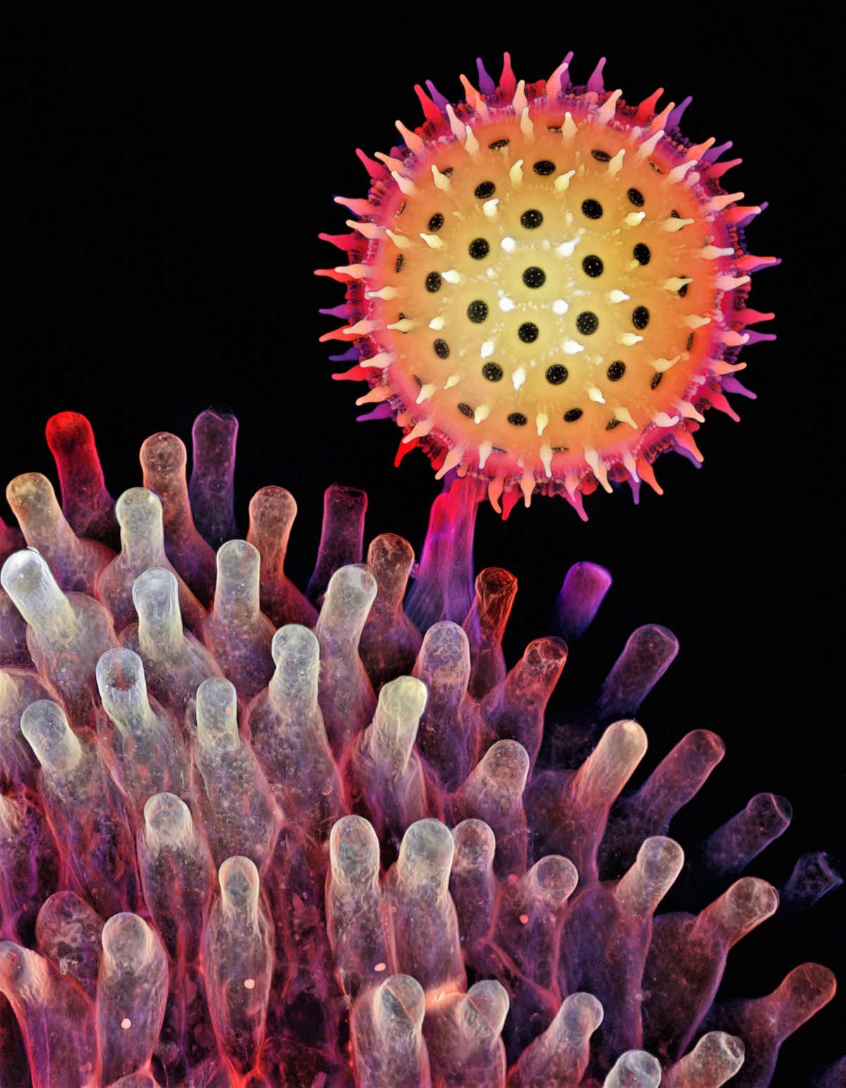 The winning image for the Americas was captured by Igor Siwanowicz (USA). Depth color-coded projection showing a germinating pollen grain of a morning glory attached to the stigma.