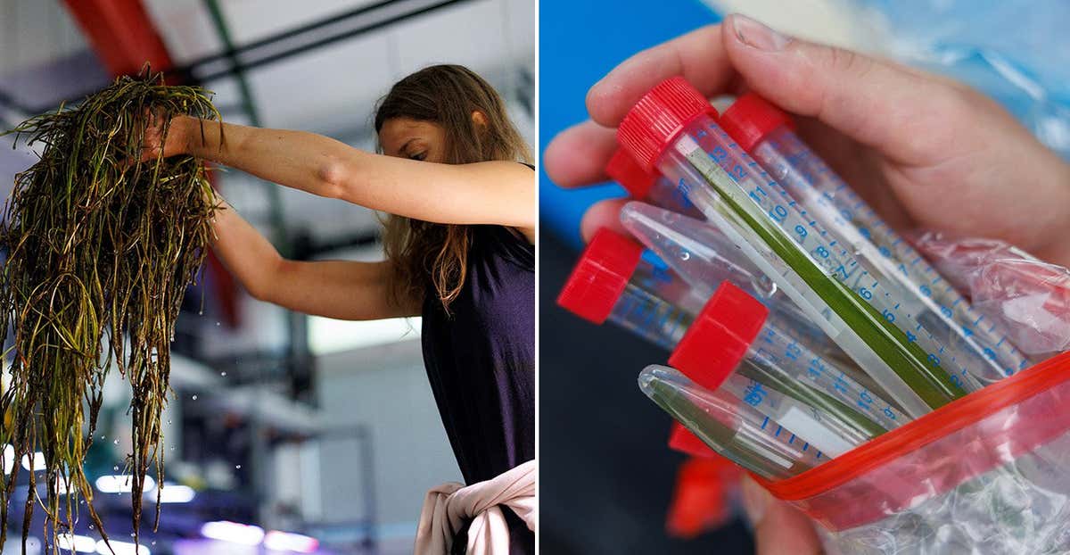 LEFT: Isabella Provera, a PhD student, lifts flowering seagrass after washing it, in the lab at the GEOMAR Helmholtz Centre for Ocean Research in Kiel, Germany, July 10, 2023. The collected seagrass remains in a tank at the lab for around six weeks until seeds can be harvested. RTSLVJTQ RIGHT: Seagrass blades are placed in tubes in Gelting, Northern Germany, June 20, 2023. Scientists take samples to analyse the development of a seagrass meadow a year after planting for the SeaStore Seagrass Restoration Project at GEOMAR Helmholtz Centre for Ocean Research Kiel. RTSLVJUF