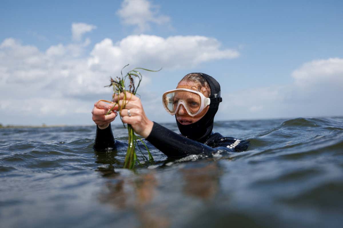 Angela Stevenson, 39, a marine scientist for GEOMAR, holds a bundle of seagrass shoots during a two-day citizen diver course in Maasholm, Northern Germany, July 2, 2023. The citizen diver course is part of the SeaStore Seagrass Restoration Project at GEOMAR and is one of the first initiatives to teach and enable citizens to restore seagrass autonomously. Stevenson guided the citizen divers to plant 2,500 shoots during the weekend. "Our aim is to scale it up after this pilot period," said Stevenson. "The ultimate goal is to re-green the Baltic Sea." REUTERS/Lisi Niesner SEARCH "NIESNER SEAGRASS" FOR THIS STORY. SEARCH "WIDER IMAGE" FOR ALL STORIES TPX IMAGES OF THE DAY - RC21V1AWW2UZ