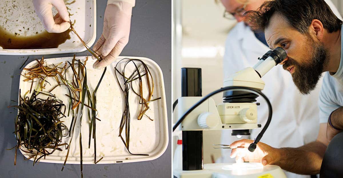 LEFT: A student prepares samples that have been collected from a hand-planted seagrass meadow to analyse length of the blades, weight and root system for the SeaStore Seagrass Restoration Project at the GEOMAR Helmholtz Centre for Ocean Research in Kiel, Germany, June 21, 2023. Europe alone lost one third of its seagrass areas between the 1860s and 2016, one 2019 study found, releasing carbon into the atmosphere and speeding up global warming. While there are other initiatives to restore the plants worldwide, the SeaStore Seagrass Restoration Project in Kiel, run by the GEOMAR Helmholtz Centre for Ocean Research is one of the first that aims to enable citizens to do so autonomously. RTSLVJTO RIGHT: Tadhg O'Corcora, 38, a marine scientist for GEOMAR, uses a microscope to look at samples at the GEOMAR Helmholtz Centre for Ocean Research, in Kiel, Germany, June 20, 2023. O'Corcora aims to collect 1 million seeds this season for research into planting the seeds and breeding a more heat resistant seagrass for the SeaStore Seagrass Restoration Project at GEOMAR Helmholtz Centre for Ocean Research Kiel. RTSLVJUH