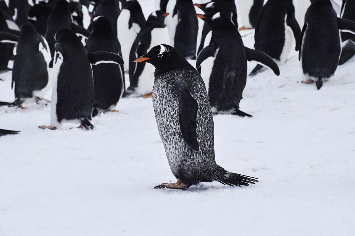 An unusual gentoo penguin with dark pigmentation