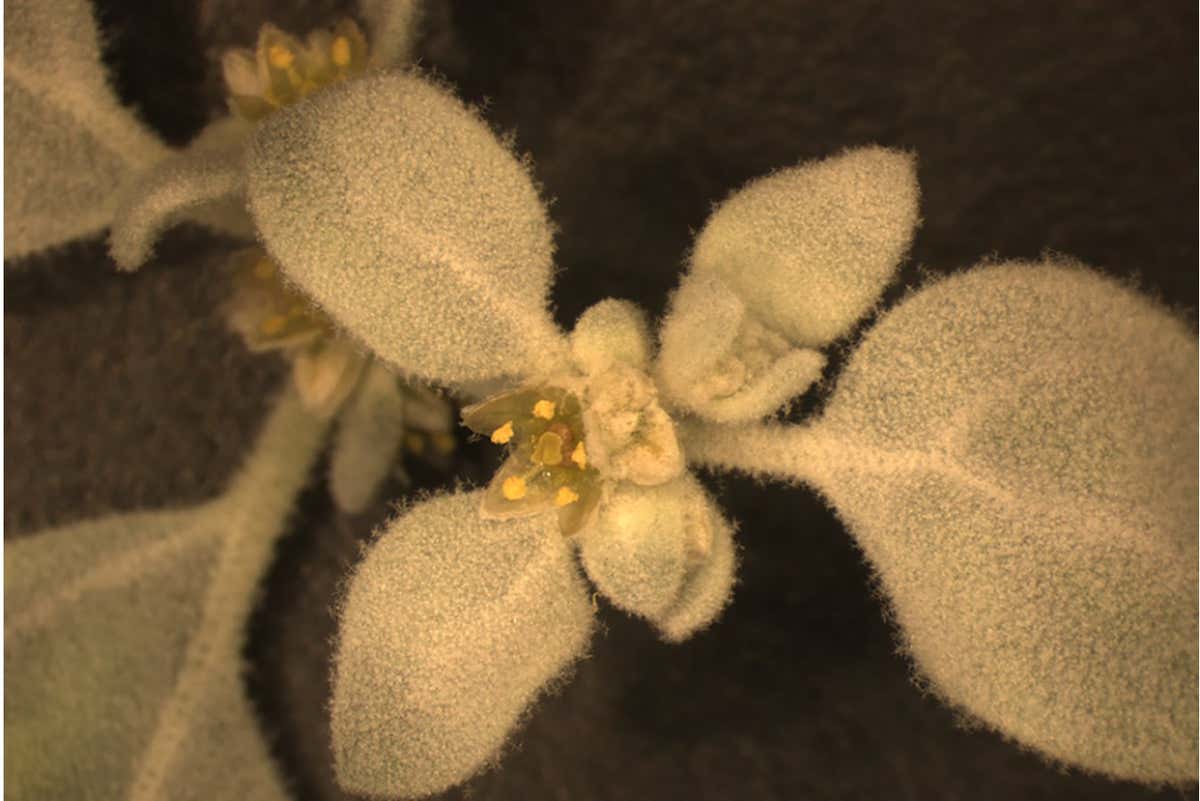 The flowering shrub Tidestromia oblongifolia can still photosynthesize in 50°C conditions