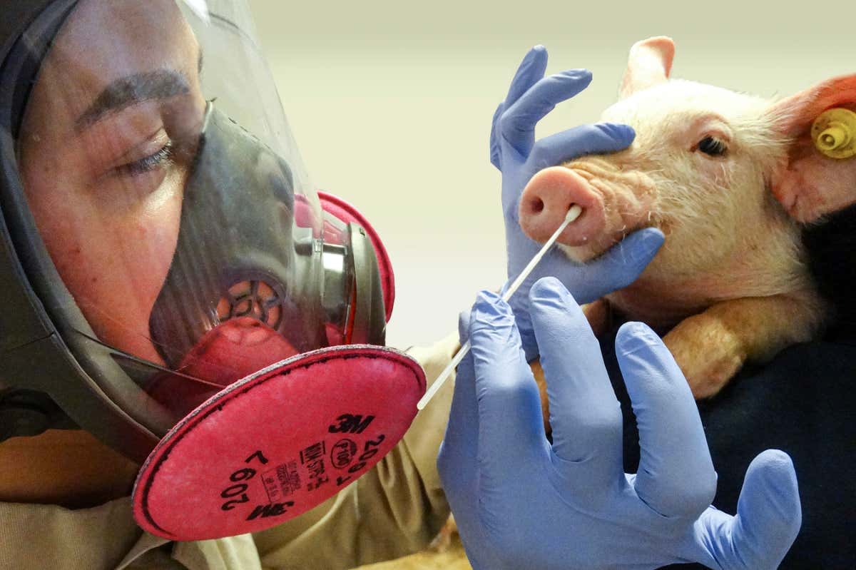 A pig having its snout swabbed to test for viruses