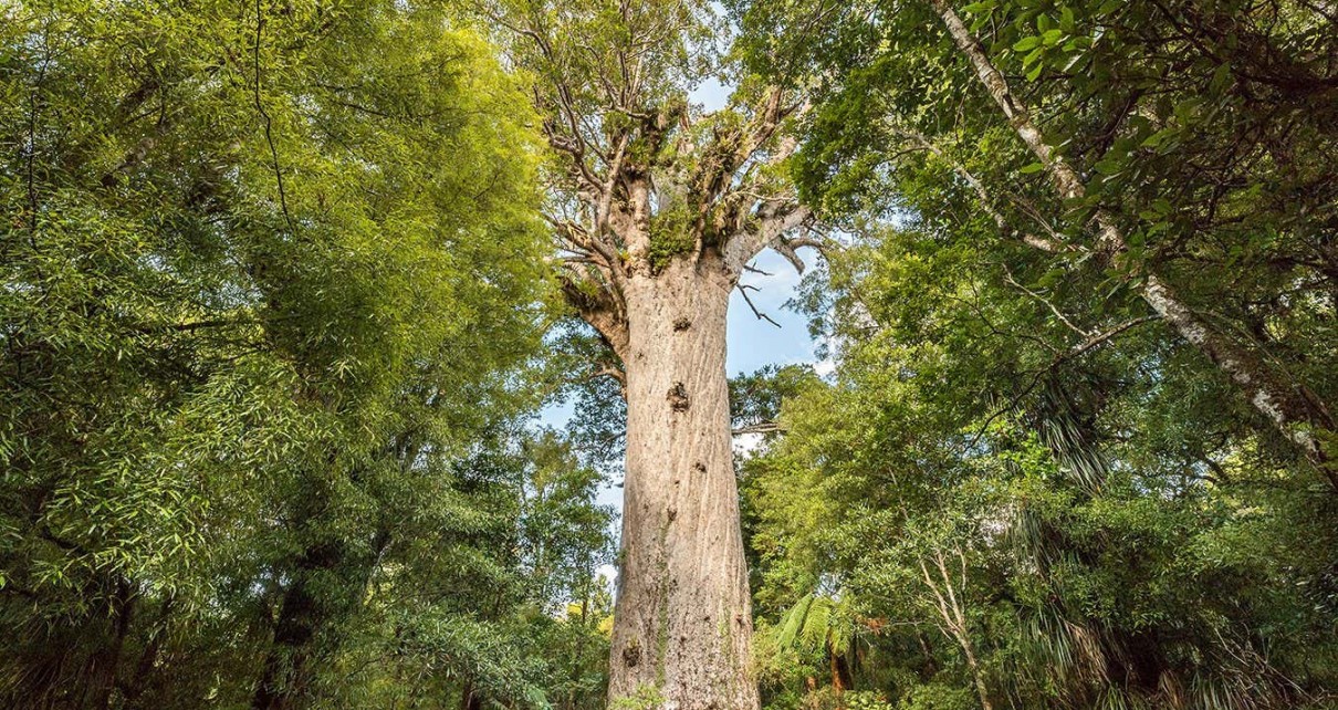 The ancient trees that have lessons for the future