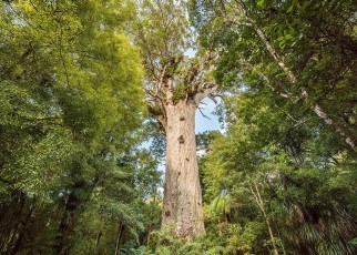 The ancient trees that have lessons for the future