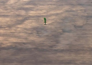 Striking photo of lone tree is stark warning about Bolivia’s future