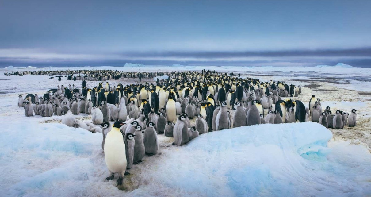 Emperor penguin colonies lost all their chicks due to ice breakup