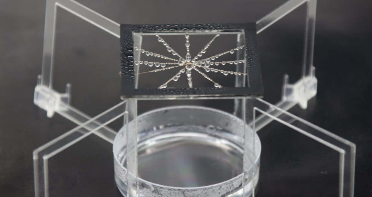 Artificial spider silk could help us harvest drinking water from air