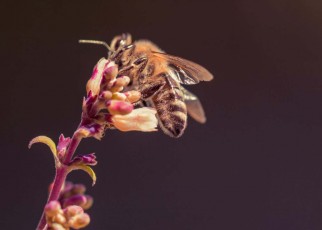 Bees miss out on sleep if they are exposed to light at night