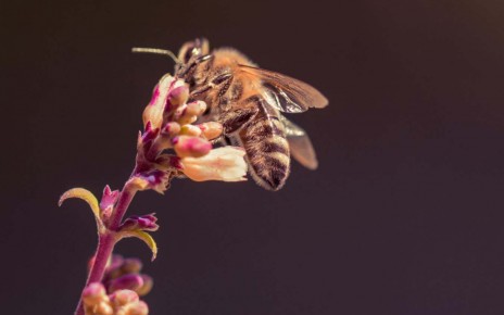 Bees miss out on sleep if they are exposed to light at night