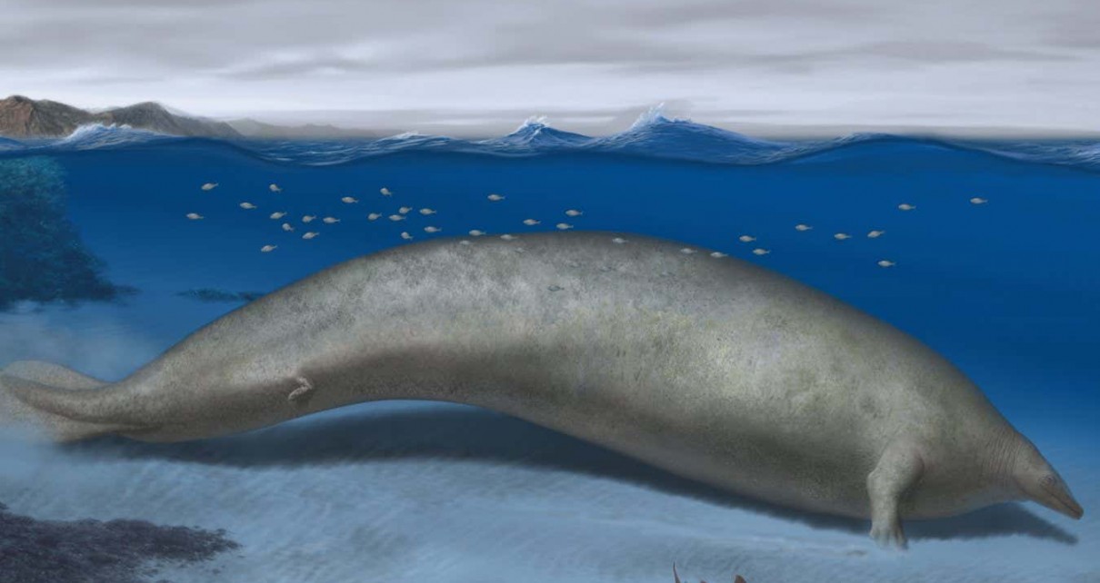The newly discovered Perucetus colossus, an ancient species of whale, is thought to be one of the largest and heaviest animals on record, reports a study published in Nature. Estimates of its size and weight, based on a partial skeleton, rival those of the blue whale, which was previously thought to be the heaviest animal ever to exist. The findings suggest that the trend towards gigantism in marine mammals may have begun earlier than previously thought. Reconstruction of Perucetus colossus in its coastal habitat. Estimated body length: ~20 meters. Credit: Alberto Gennari