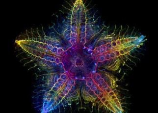 Time for your close-up: vivid images of nature loom larger than life