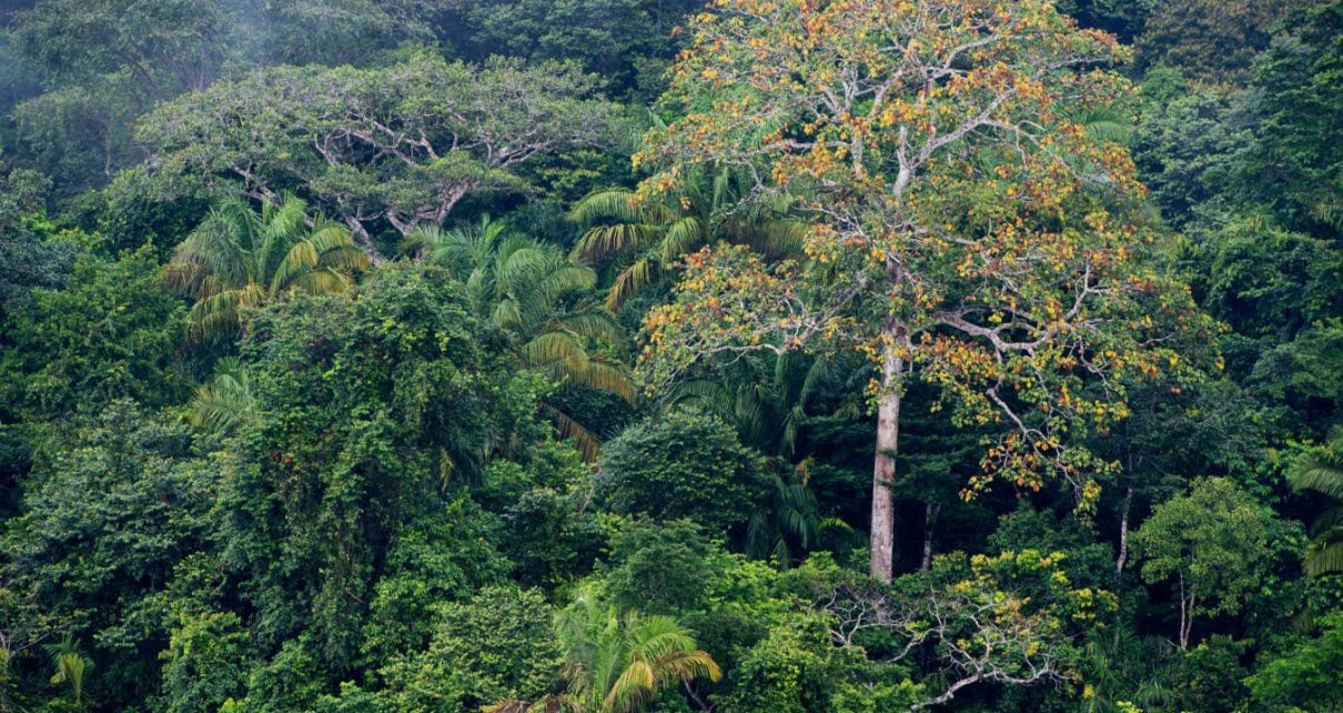 A rainforest along Lake Gutan on Barro Colorado Island in Panama