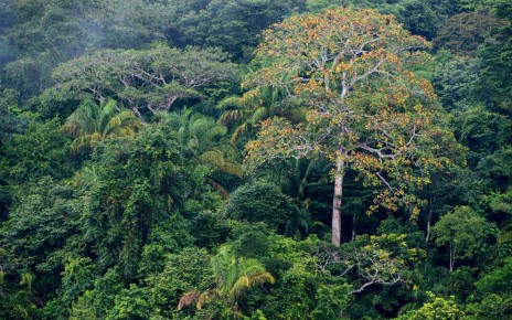A rainforest along Lake Gutan on Barro Colorado Island in Panama