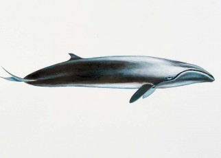 The pygmy right whales the world's smallest baleen whale