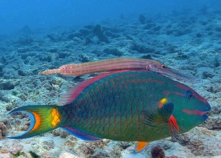 A Stoplight parrotfish (Sparisoma viride) and Trumpetfish (Aulostomus maculatus), swimming together, Bonaire, Netherland Antilles, Caribbean