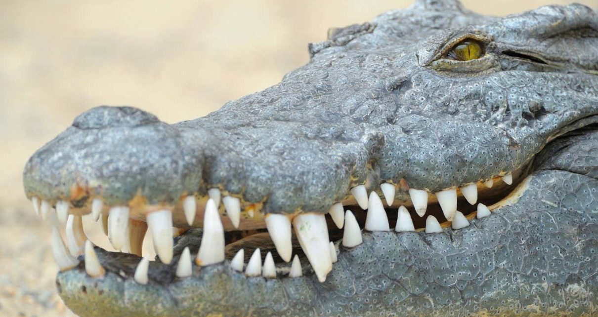 Crocodiles can sense how distressed human babies are from their cries