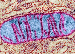 A mitochondrion