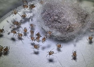 Newly hatched spider siblings
